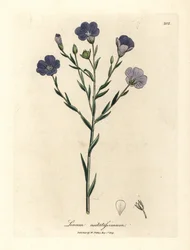 Lin à fleurs bleues, Linum usitatissimum
