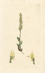 Orchidée des marais, Hammarbya paludosa. Gravure à la main d