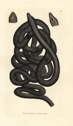 Ver de mer, Lineus longissimus. Gravure en cuivre colorée à la main par James Sowerby du British Miscellany, ou Figures colorées de sujets animaux nouveaux, rares ou peu connus.
