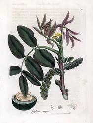 Planche botanique : feuilles, plantes et fruit de noyer
