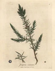 Juniperus communis