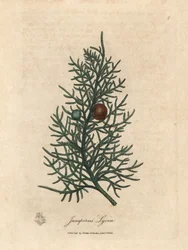 Juniperus lycia