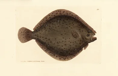 Barbue ou poisson cerf-volant, Scophthalmus rhombus