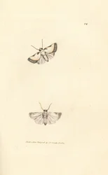 Beauté de Brixton, Acontia nitidula