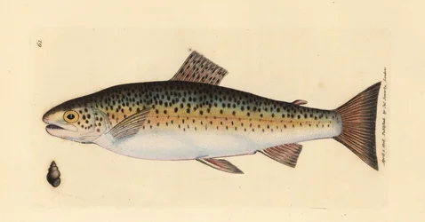 Truite brune, Salmo trutta fario (Truite gillaroo, Salmo fario)