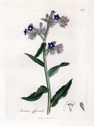 Buglosse officinale
