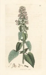 Cataire, Nepeta cataria (cataire). Gravure à la main d