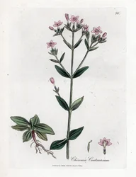 Centaurée chironia, Chironia centaurium