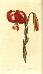 Lys de Chalcedoine, Lilium chalcedonicum
