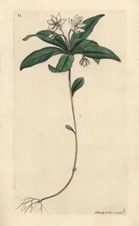 Trientale d