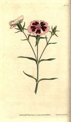 Œillet de Chine, Dianthus chinensis