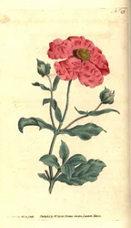 Ciste - Ciste cotonneux, Cistus incanus. Gravure à la main et illustration botanique par James Sowerby tirée de The Botanical Magazine de William Curtis, Lambeth Marsh, Londres