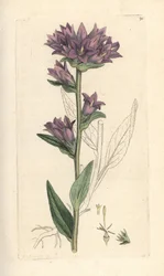 Campanule agglomérée, Campanula glomerata