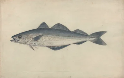 Poisson charbonnier