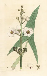 Sagittaire, Sagittaria sagittifolia. Gravure à la main d