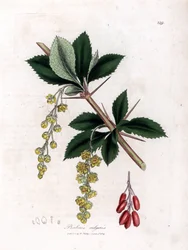 Épine-vinette commune - Épine-vinette commune, Berberis vulgaris. Gravure à la main en couleur d
