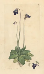 Grassette commune, Pinguicula vulgaris. Gravure à la main en couleur d