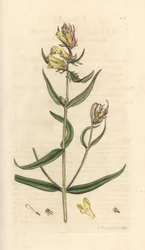 Mélampyre des prés, Melampyrum pratense (Mélampyre des prés, Millet des bois, Cochelet, Sarriette jaune). Gravure à la main d