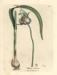 Ail cultivé commun, Allium sativum