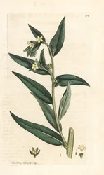 Grémil officinal, Lithospermum officinale. Gravure à la main d