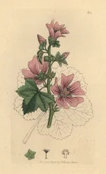 Mauve commune, Malva sylvestris