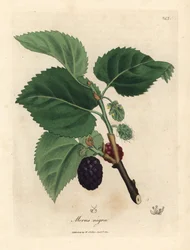 Mûrier noir, Morus nigra