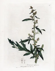 Armoise commune ou vulgaire