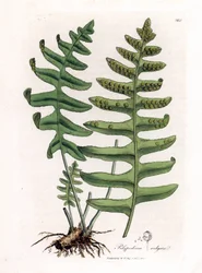 Polypode commun