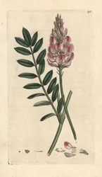 Sainfoin commun, Onobrychis viciifolia