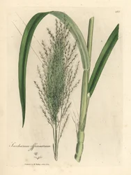 Canne à sucre commune, Saccharum officinarum