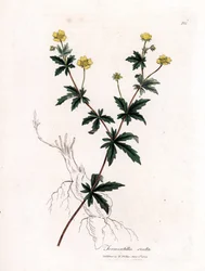 Tormentille commune, Potentilla erecta. Gravure à la main d
