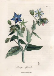 Bourrache compendiale