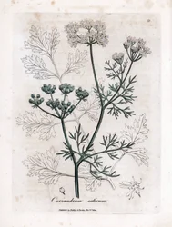 Coriandre (Coriandrum sativum)