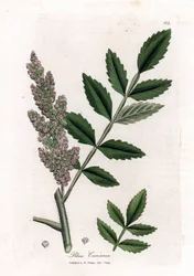 Sumac des corroyeurs