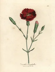 Œillet rouge, Dianthus caryophyllus