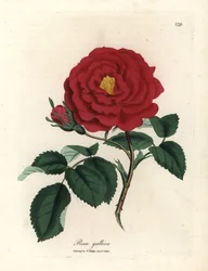 Rose officinale cramoisie, Rosa gallica