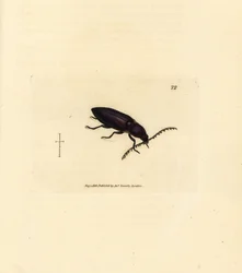 Ctenicera cuprea (Elater chalybeus). Gravure à la main en cuivre colorée par James Sowerby de The British Miscellany, ou Figures colorées de sujets animaux nouveaux, rares ou peu connus