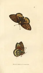 Argynnis aglaia (Papilio charlotta)