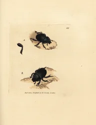 Scarabée bousier, Geotrupes puncticollis