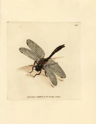 Libellule émeraude velue