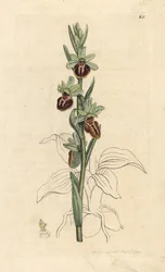 Ophrys araignée précoce, Ophrys sphegodes. Gravure à la main en couleur d