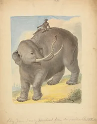 Éléphant avec cavalier