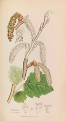 Botanique anglaise, 1790-1800
