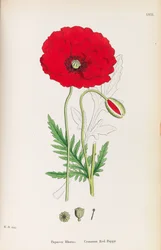Botanique anglaise