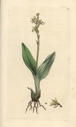 Orchis des marais, Liparis loeselii (Ophrys nain, Ophrys loeselii). Gravure à la main d