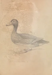 Canard Ferrugineux