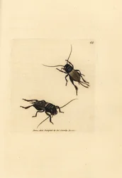 Grillon champêtre, Gryllus campestris (Accheta campestris). Gravure en cuivre colorée à la main par James Sowerby du British Miscellany, ou Figures colorées de sujets animaux nouveaux, rares ou peu connus.