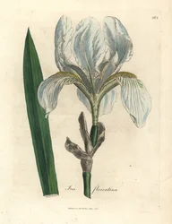 Iris florentin, Iris florentina