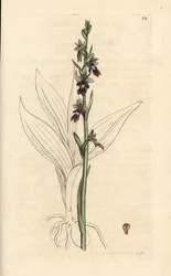 Orchis mouche