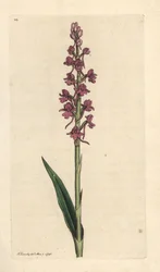 Orchis odorant, Gymnadenia conopsea. Gravure à la main d
